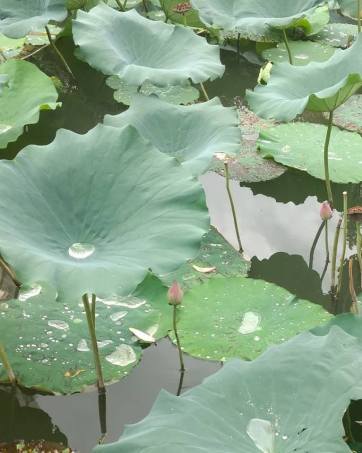 41956122_10216400993312949_3034502597735088128_n