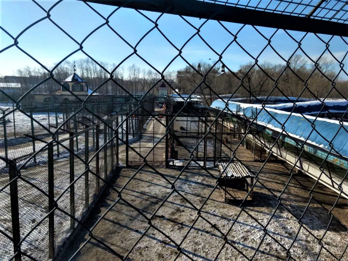 Harbin’s Horrible Siberian Tiger Park 黑龙江阿穆尔虎园