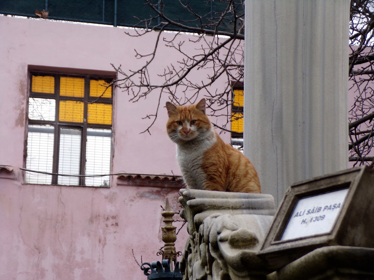 The Strays of Istanbul