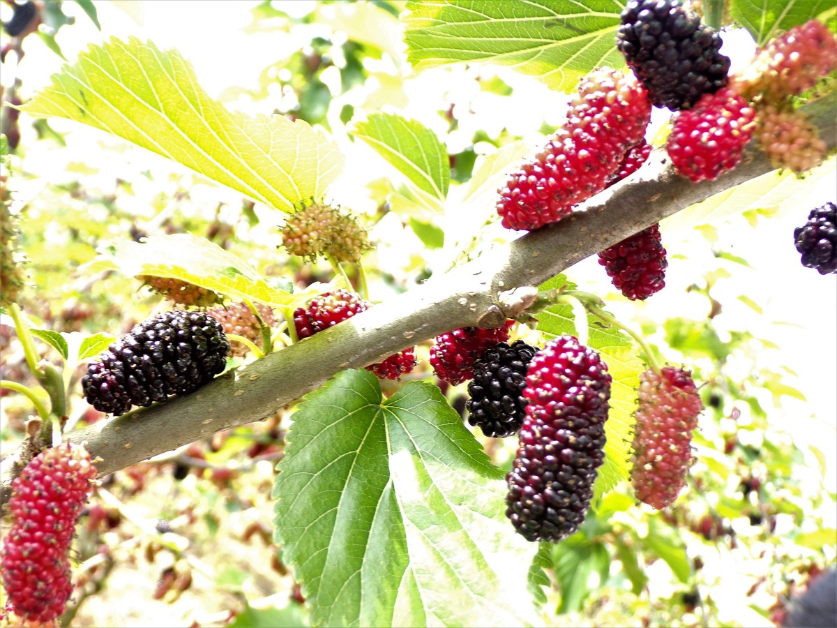 It’s Mulberry Season!