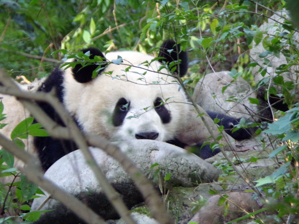 Chengdu 成都: The Giant Panda Breeding and Research Base