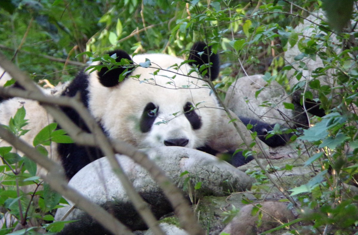Chengdu 成都: The Giant Panda Breeding and Research Base