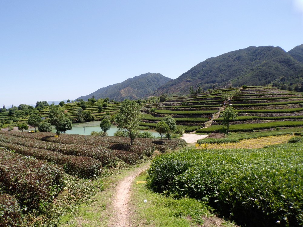 Songyang 松阳: Damunshan Tea Fields and Old Street