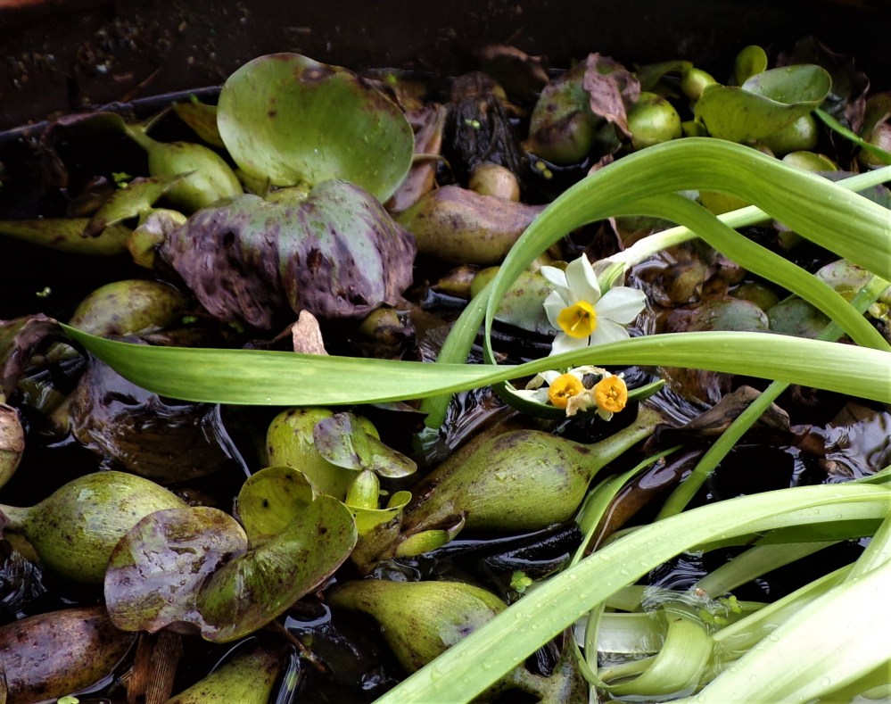 Forward and into the Fray