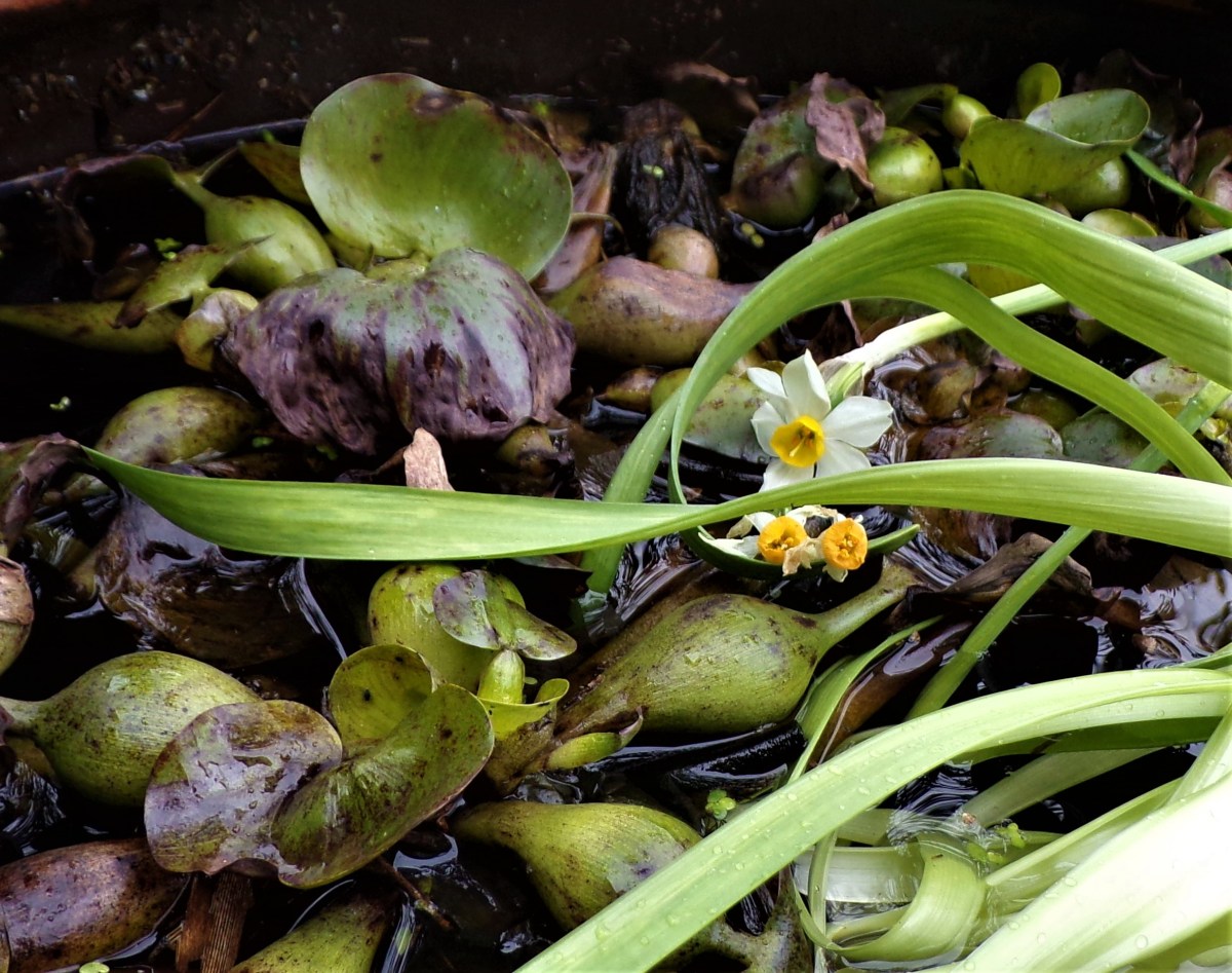 Forward and into the Fray