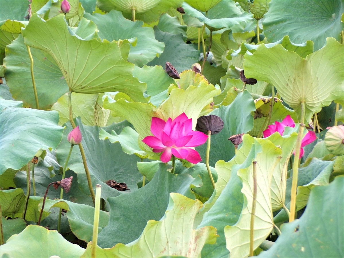 Countdown to Beijing