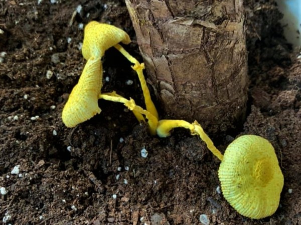 There’s an Alien in My Houseplant! Leucocoprinus birnbaumii: The Potted Plant Parasol