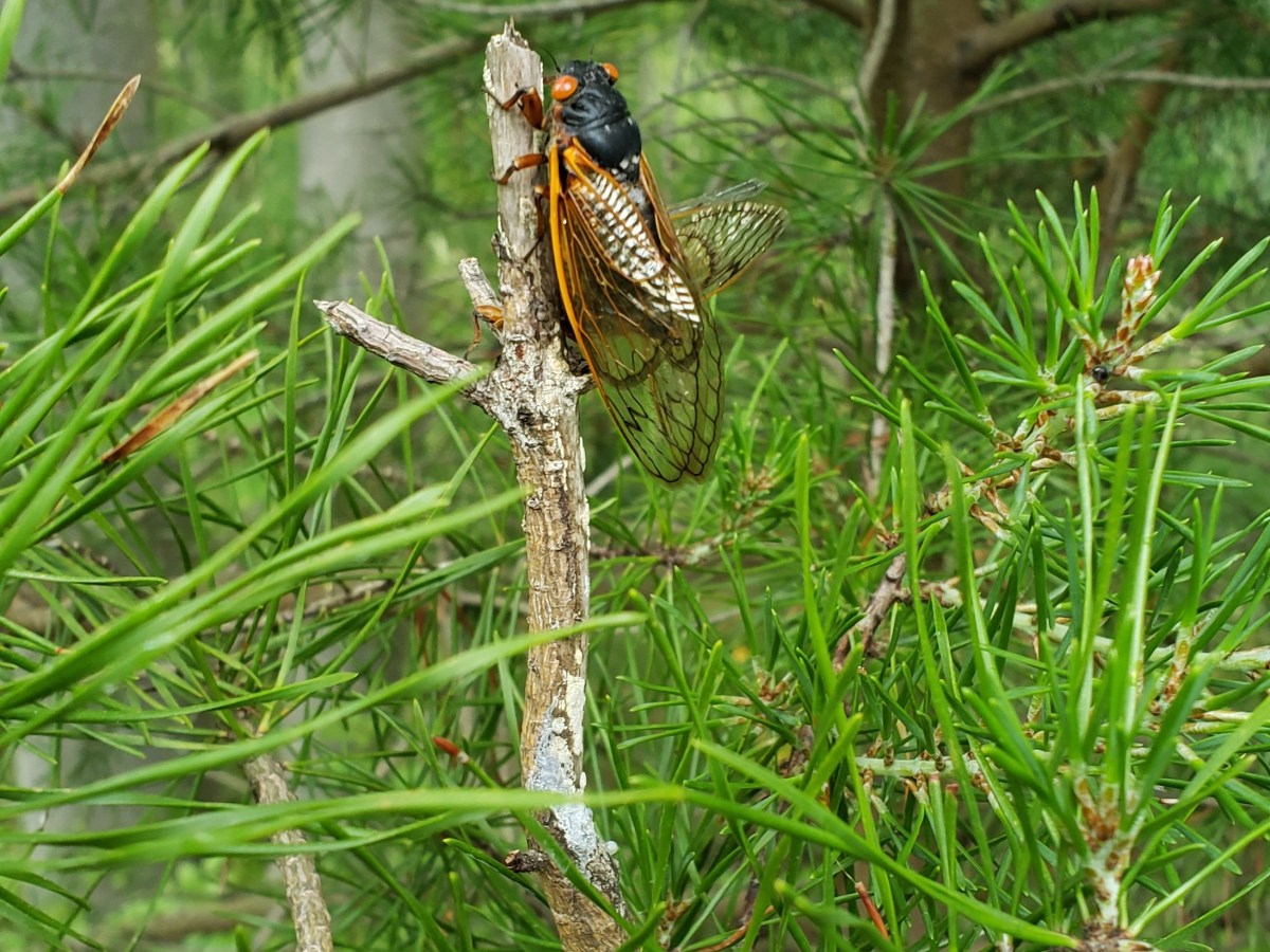 A Look Back at Brood X 2021