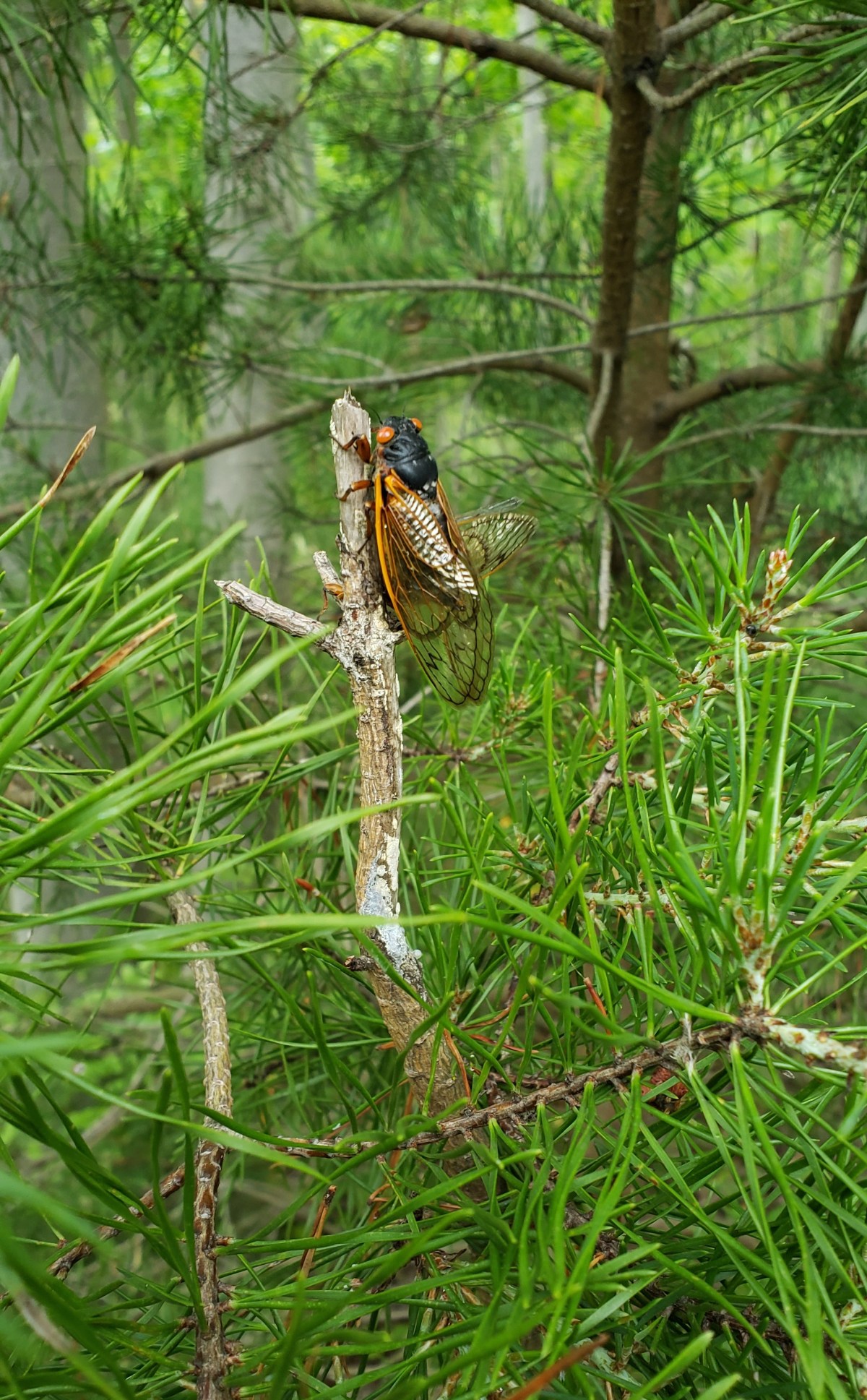 A Look Back at Brood X 2021