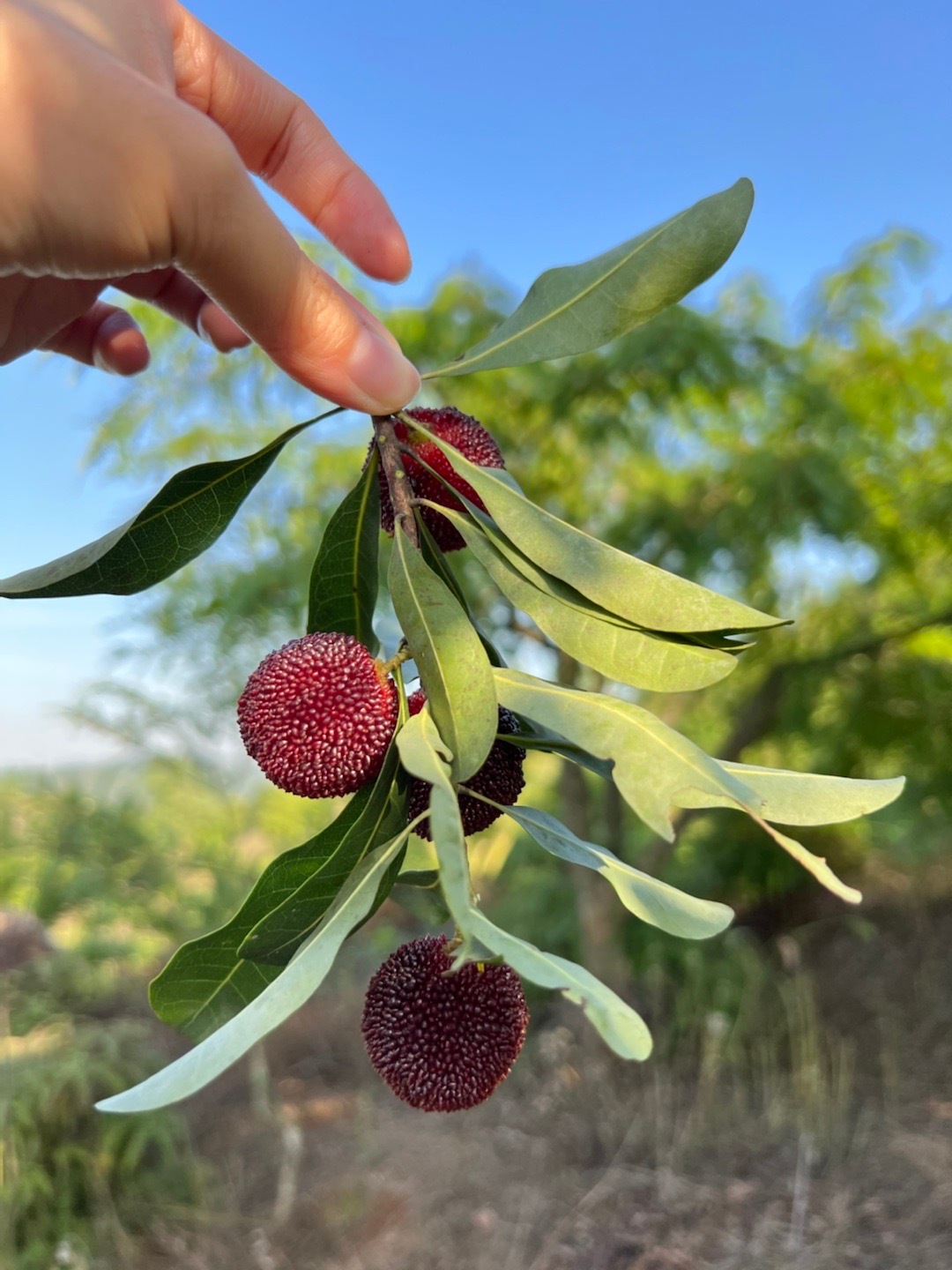 Bayberries (杨梅): An Intriguing Sweet and Sour Fruit – Stephwaxpoetic