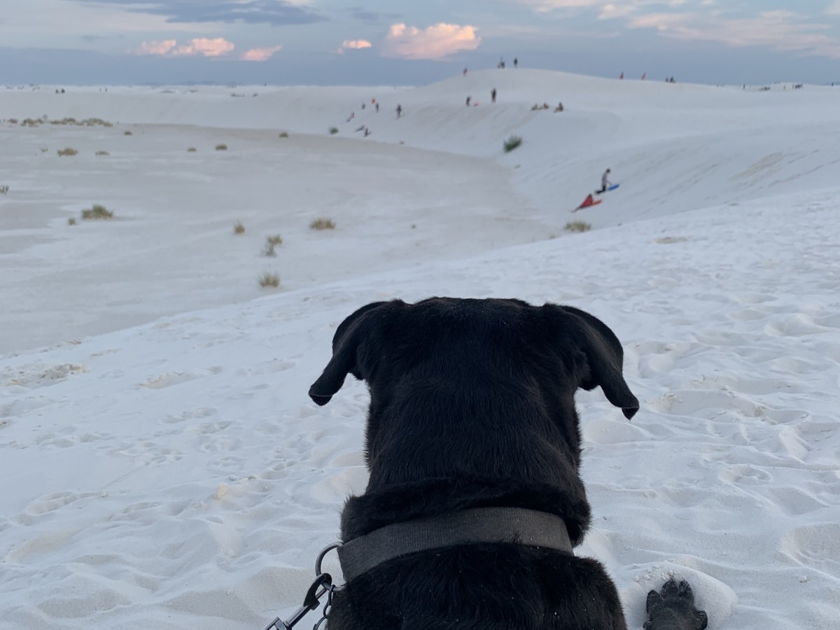 Allergy Tests & Piece of Mind